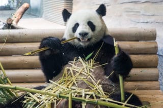 Jiao Qing aus dem Panda Garden im Zoo Berlin