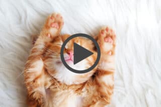 Katzen-Video