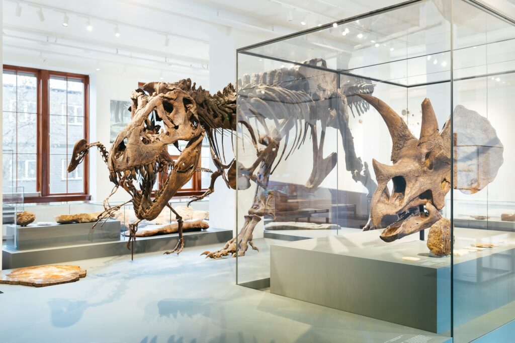 Natural History Museum, Oslo Tyrannosaurus-Rex und Triceratops-Schädel